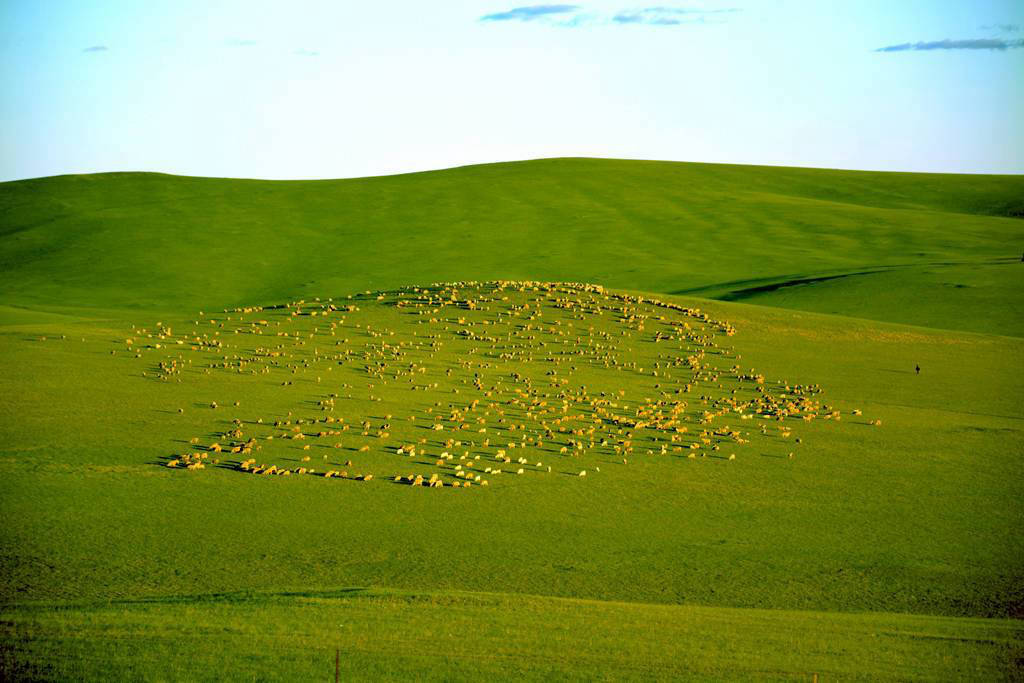 呼伦贝尔莫尔格勒草原羊群