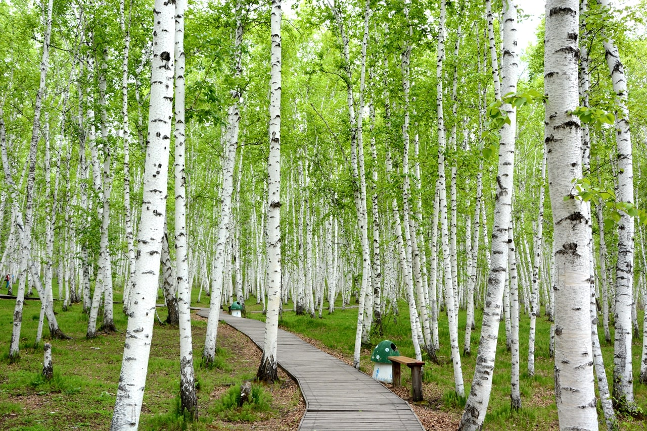 浪漫的的白桦林景点