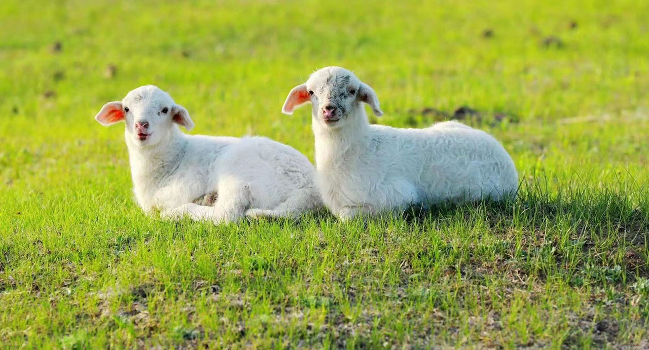 呼伦贝尔草原小羊羔
